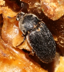 Dermestes frischii