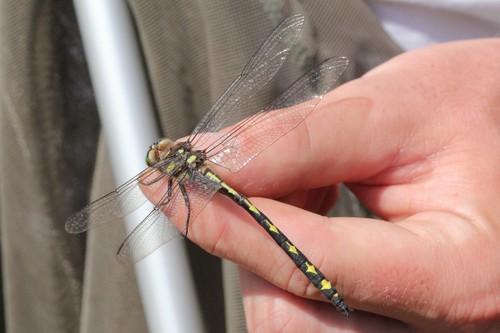 Golden-ringed dragonflies