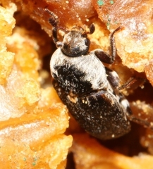 Dermestes frischii