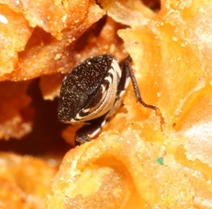 Dermestes frischii
