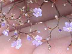 Limonium ilvae