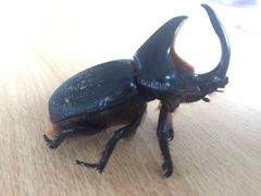 Heterogomphus schoenherri