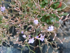 Limonium ilvae