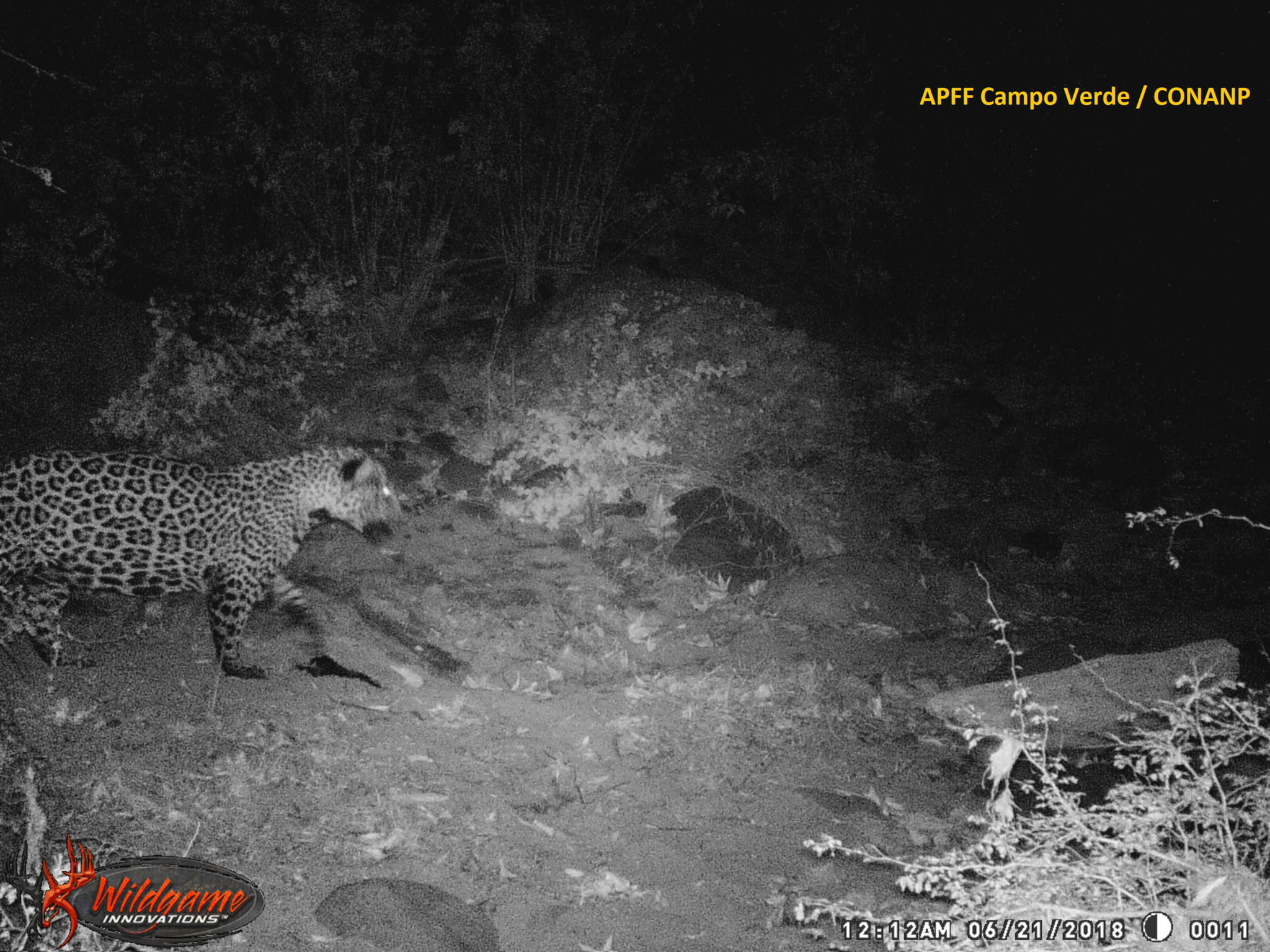 Jaguar (Panthera onca) - Monde Animal