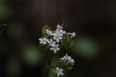 Valeriana montana
