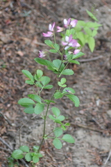 Ononis rotundifolia
