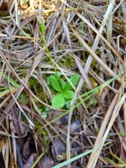 Primula mistassinica