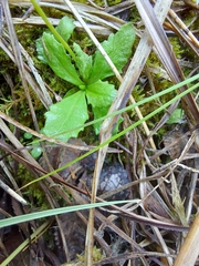 Primula mistassinica