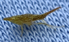 Japananus hyalinus