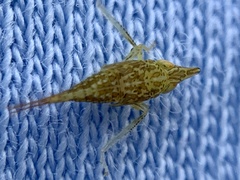 Japananus hyalinus