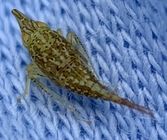 Japananus hyalinus