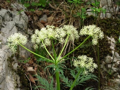 Molopospermum peloponnesiacum