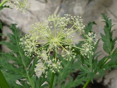 Molopospermum peloponnesiacum