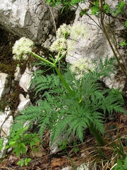 Molopospermum peloponnesiacum
