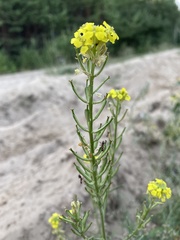 Erysimum canum