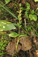 Neottia auriculata