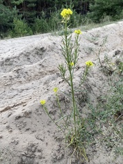 Erysimum canum