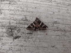 Melipotis perpendicularis