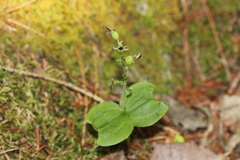 Neottia auriculata