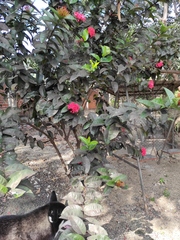 Ixora coccinea coccinea