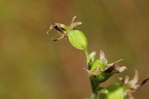 Image of Neottia auriculata by (c) Quinten Wiegersma, some rights reserved (CC BY)