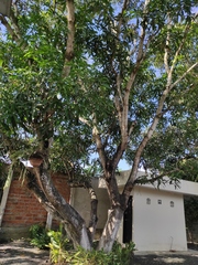 Mangifera indica