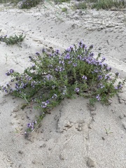 Thymus pallasianus