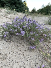 Thymus pallasianus