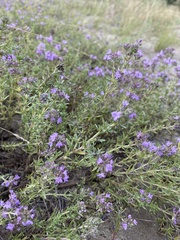 Thymus pallasianus