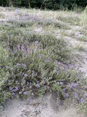 Thymus pallasianus