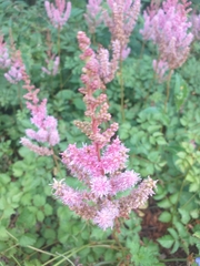 Astilbe rubra