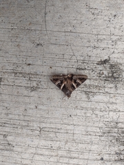 Melipotis perpendicularis