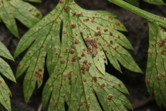 Puccinia nitida