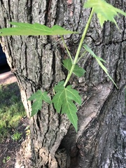 Acer saccharinum
