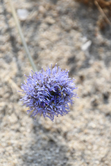 Jasione heldreichii