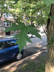 Acer saccharinum