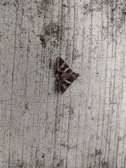 Melipotis perpendicularis