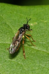 Dioctria lateralis