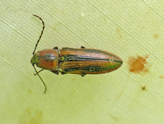 Tesolasomus trivittatus