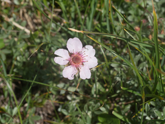 Potentilla nitida