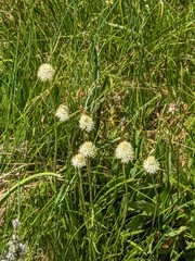 Triantha occidentalis occidentalis