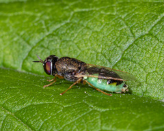 Hedriodiscus dorsalis