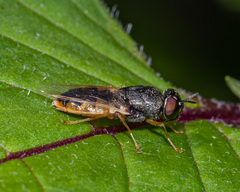 Odontomyia virgo