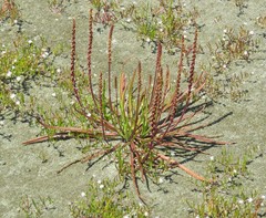 Plantago maritima juncoides