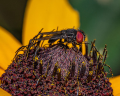 Eusiphona mira