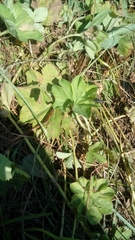 Alchemilla lindbergiana