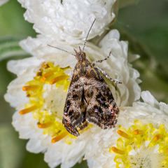 Tebenna gnaphaliella