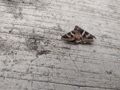 Melipotis perpendicularis