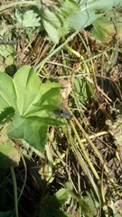 Alchemilla lindbergiana