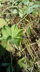 Alchemilla lindbergiana